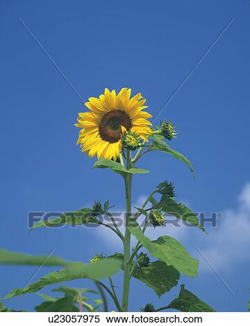 Stock Photography - Sunflower. Fotosearch