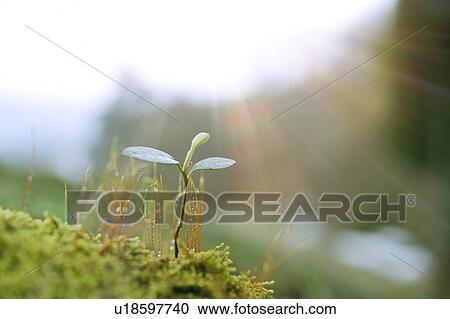 Stock Image - Sunlight Over Sprout. Fotosearch