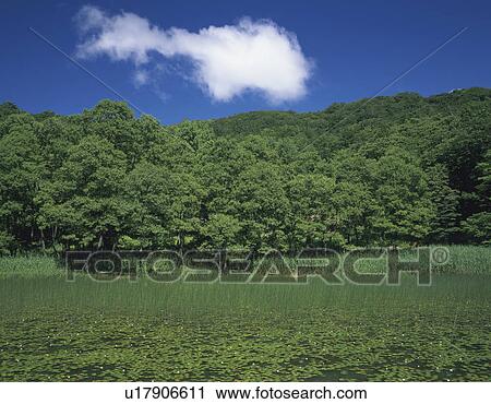 Stock Image - Swamp. Fotosearch