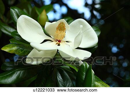 Stock Image - Sweet magnolia (Magnolia grandiflora). Fotosearch