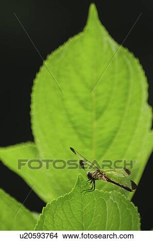 Sympetrum Infuscatum on Leaf View Large Photo Image Picture - Sympetrum Infuscatum on Leaf. Fotosearch