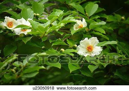 Tall Stewartia (Stewartia monadelpha) View Large Photo Image Stock Photo - Tall Stewartia (Stewartia monadelpha). Fotosearch