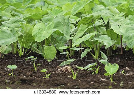 Taro Field View Large Photo Image Stock Image - Taro Field. Fotosearch