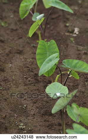 Taro Growing in Field View Large Photo Image Stock Photo - Taro Growing in Field. Fotosearch