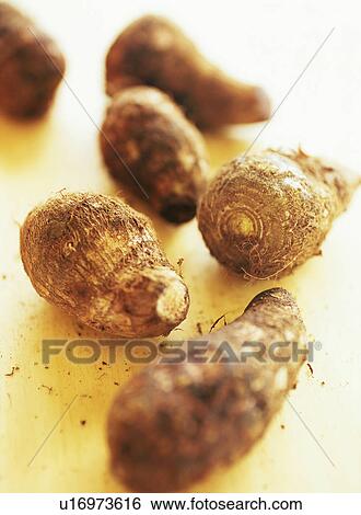 Stock Photograph - Taro. Fotosearch