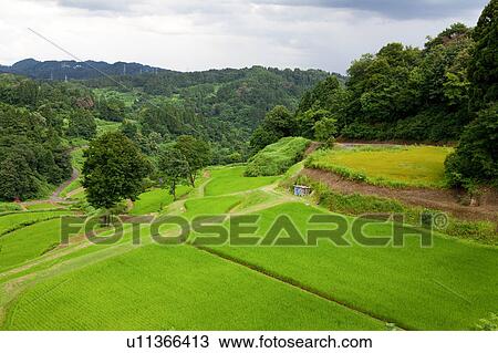 Terraced Paddy Fields View Large Photo Image Stock Image - Terraced Paddy Fields. Fotosearch