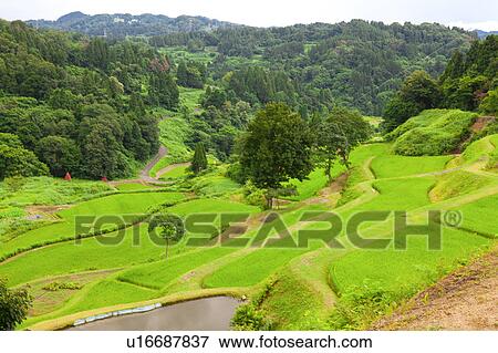 Stock Photo - Terraced Paddy Fields. Fotosearch