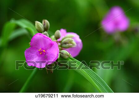 Tradescantia Epidermis View Large Photo Image Stock Image - Tradescantia Epidermis. Fotosearch