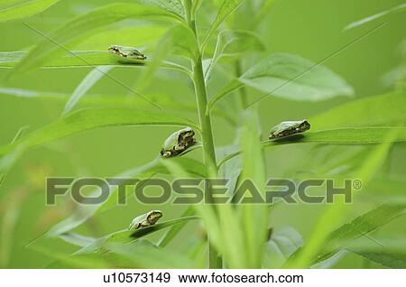 Stock Photo - Tree Frogs on Leaf. Fotosearch
