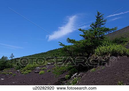 Tree on Slope View Large Photo Image Stock Image - Tree on Slope. Fotosearch