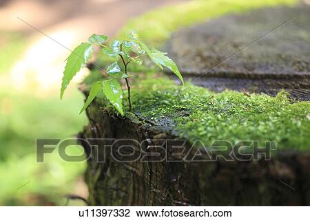 Tree Seedling Growing in Tree Stump View Large Photo Image Stock Image - Tree Seedling Growing in Tree Stump. Fotosearch