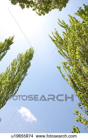 Picture - Trees Against Blue Sky. Fotosearch