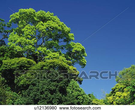 Trees and Blue Sky View Large Photo Image Stock Image - Trees and Blue Sky. Fotosearch