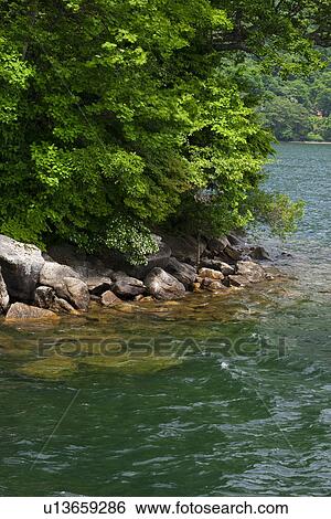 Trees at Lake Chuzenji View Large Photo Image Stock Photograph - Trees at Lake Chuzenji. Fotosearch