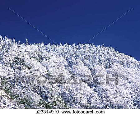 Trees Covered in Frost View Large Photo Image Stock Image - Trees Covered in Frost. Fotosearch