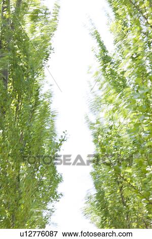 Stock Photo - Trees. Fotosearch