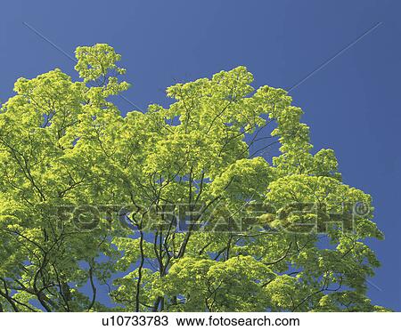 Treetop View Large Photo Image Stock Image - Treetop. Fotosearch