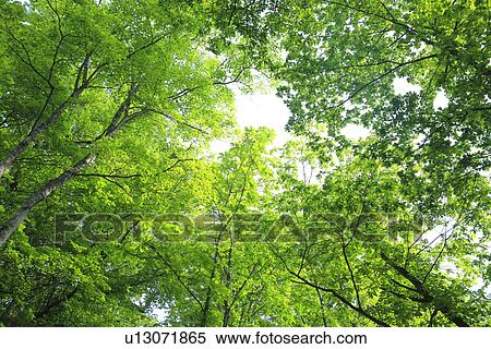 Treetops, Low Angle View View Large Photo Image Stock Photography - Treetops, Low Angle View. Fotosearch