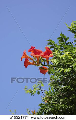 Picture - Trumpet Creeper Flowers. Fotosearch