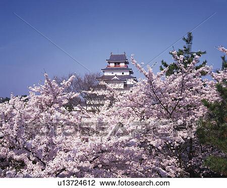 Stock Image - Tsuruga Castle Surrounded by Cherry Blossom Trees. Fotosearch