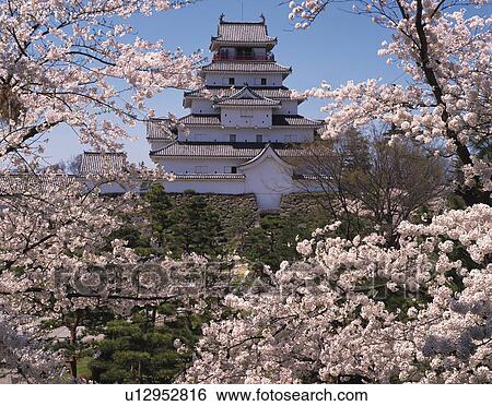 Tsuruga Castle Surrounded by Cherry Blossom Trees View Large Photo Image Stock Photograph - Tsuruga Castle Surrounded by Cherry Blossom Trees. Fotosearch
