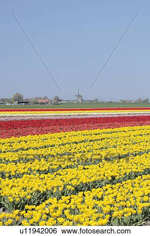 Tulip Fields View Large Photo Image Stock Photograph - Tulip Fields. Fotosearch