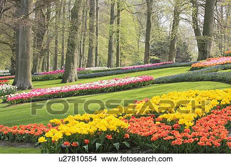 Tulips in Keukenhof Park View Large Photo Image Picture - Tulips in Keukenhof Park. Fotosearch