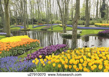 Tulips in Keukenhof Park View Large Photo Image Stock Image - Tulips in Keukenhof Park. Fotosearch