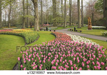 Tulips in Keukenhof Park View Large Photo Image Stock Photo - Tulips in Keukenhof Park. Fotosearch