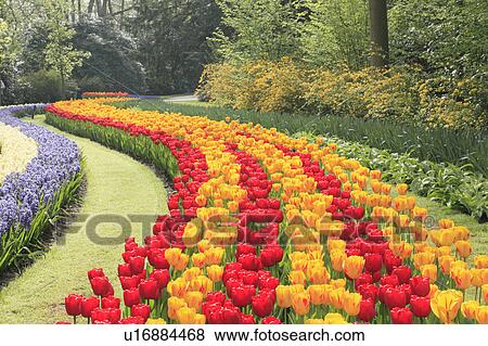 Tulips in Keukenhof Park View Large Photo Image Stock Photo - Tulips in Keukenhof Park. Fotosearch