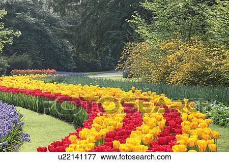 Stock Photo - Tulips in Keukenhof Park. Fotosearch
