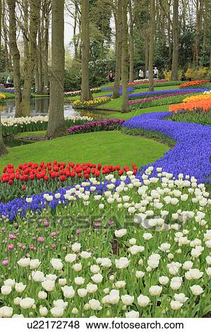 Stock Photo - Tulips in Keukenhof Park. Fotosearch