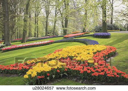 Tulips in Keukenhof Park View Large Photo Image Stock Photo - Tulips in Keukenhof Park. Fotosearch