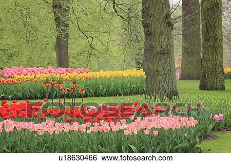 Tulips in Keukenhof Park View Large Photo Image Stock Photograph - Tulips in Keukenhof Park. Fotosearch