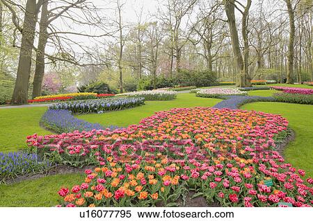 Tulips in Keukenhof Park View Large Photo Image Stock Photography - Tulips in Keukenhof Park. Fotosearch