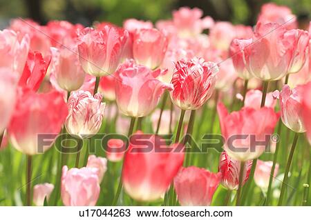 Stock Image - Tulips. Fotosearch