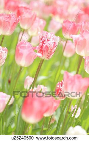 Tulips View Large Photo Image Stock Image - Tulips. Fotosearch