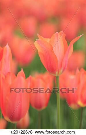 Tulips View Large Photo Image Stock Photo - Tulips. Fotosearch