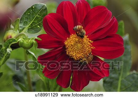 Two Bees on Dahlia Flower View Large Photo Image Stock Photo - Two Bees on Dahlia Flower. Fotosearch