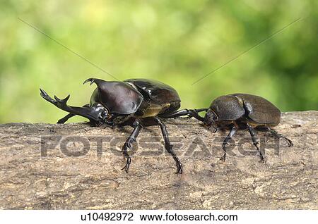 Stock Image - Two Beetles. Fotosearch