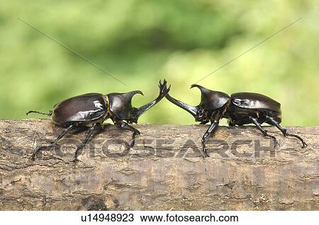 Two Beetles View Large Photo Image Stock Image - Two Beetles. Fotosearch