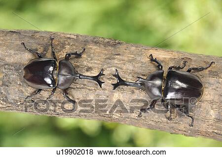 Two Beetles View Large Photo Image Stock Photo - Two Beetles. Fotosearch