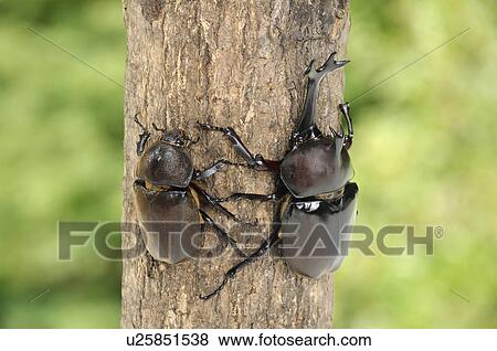 Two Beetles View Large Photo Image Stock Photo - Two Beetles. Fotosearch