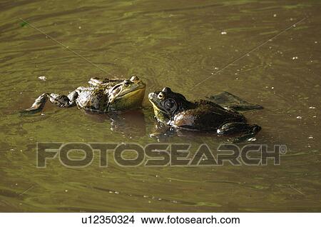 Picture - Two Bulfrogs Facing Each Other. Fotosearch