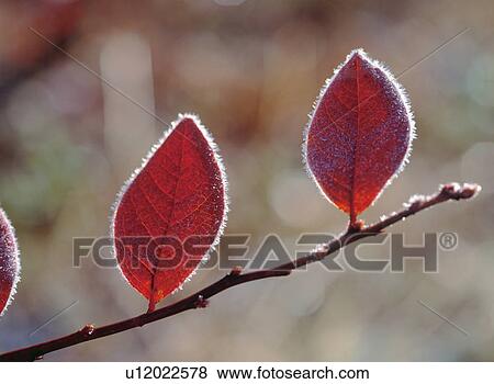 Two Frosty Leaves View Large Photo Image Stock Photo - Two Frosty Leaves. Fotosearch