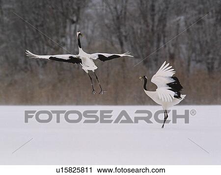 Two Japanese Cranes View Large Photo Image Stock Image - Two Japanese Cranes. Fotosearch
