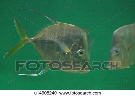 Stock Image - Two Lookdown Fish. Fotosearch