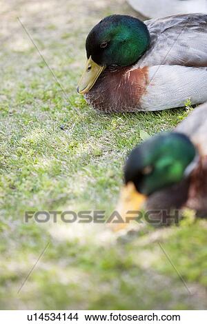 Picture - Two Male Mallard Ducks. Fotosearch