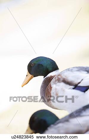 Two Male Mallard Ducks View Large Photo Image Stock Photography - Two Male Mallard Ducks. Fotosearch