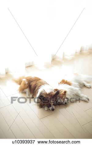 Two Papillion sleeping View Large Photo Image Stock Photo - Two Papillion sleeping. Fotosearch